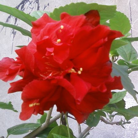 trandafirul meu japonez